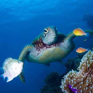 Animation sur le thème de l'océan.